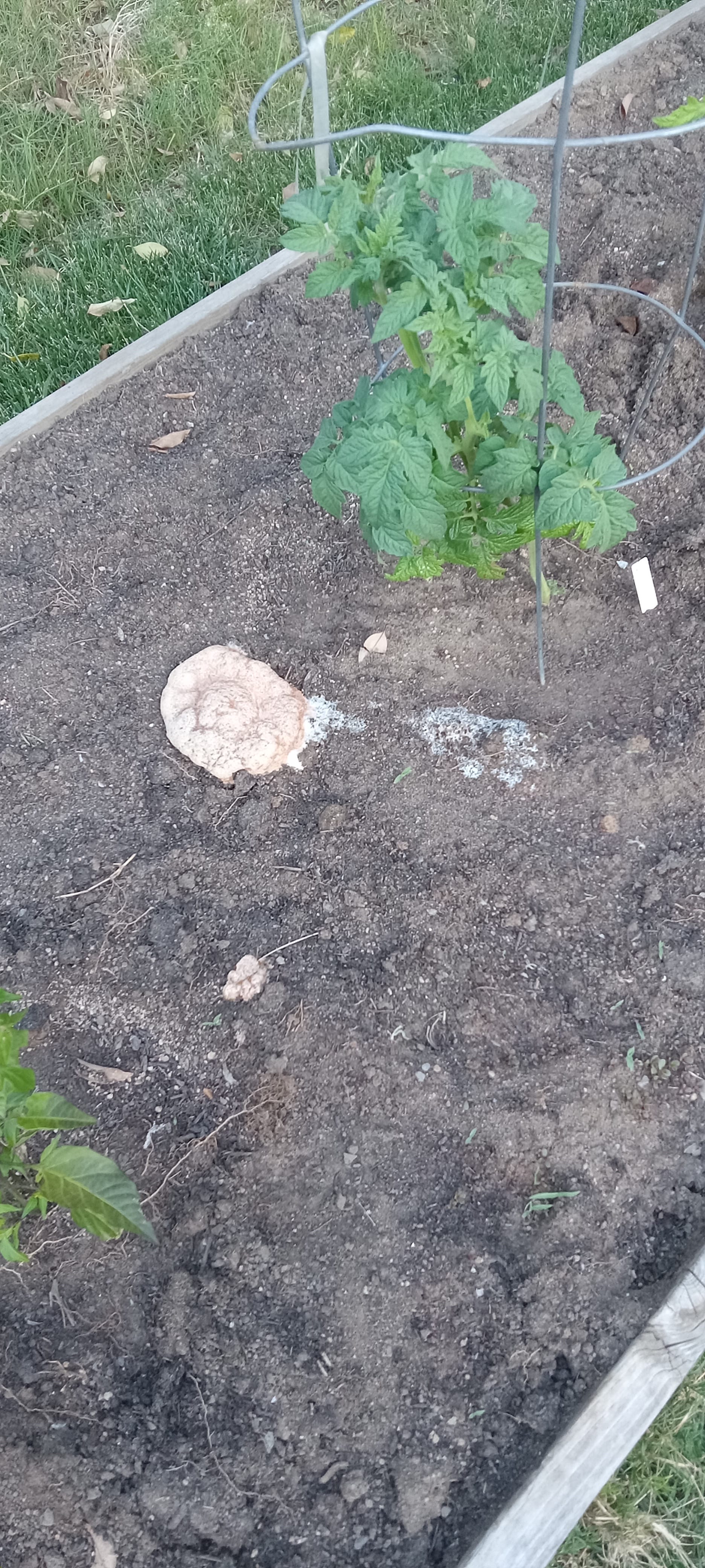 There's slime mold in our yard.